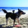 Крепление на собаку Sony Dog Harness (AKA-DM1)