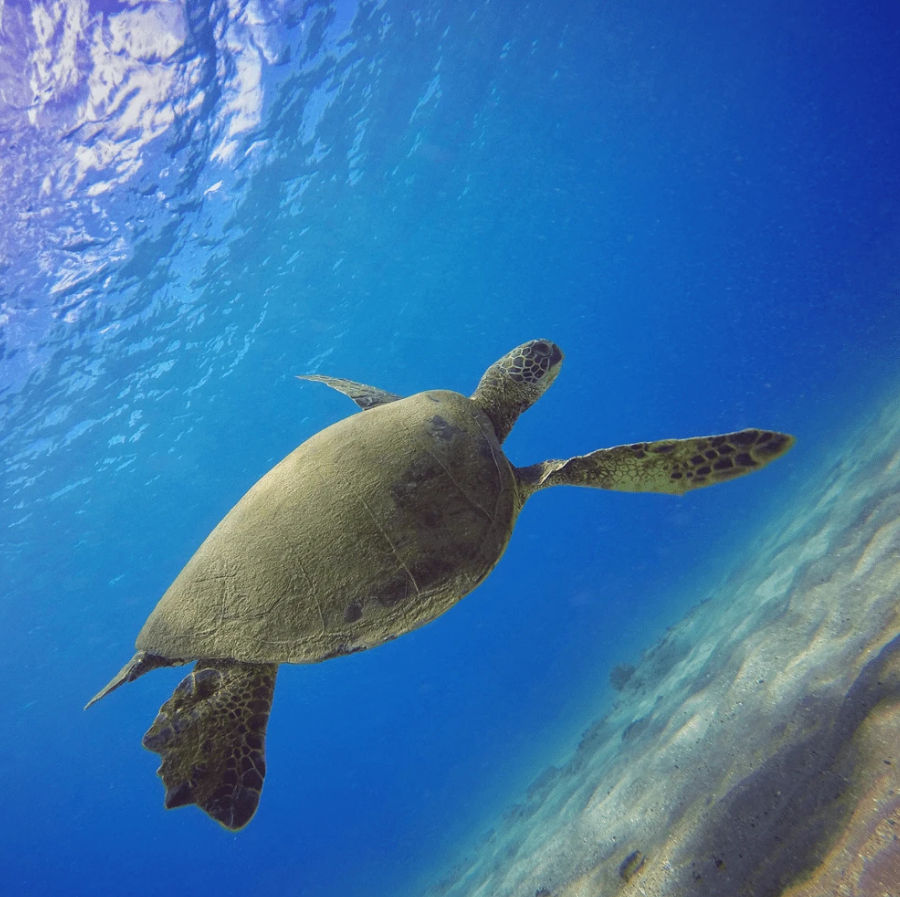 Набір з 3 фільтрів PolarPro для GoPro HERO7, HERO6, HERO5 Black в корпусі Super Suit (H5B-1016-SS)