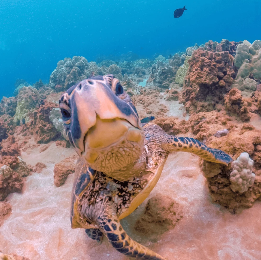 Красный подводный фильтр PolarPro Red Filter для GoPro HERO7, HERO6, HERO5 Black Super Suit (H5B-1001-SS)