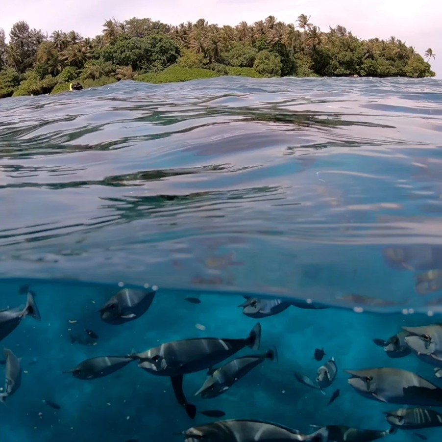 Подводный купол PolarPro FiftyFifty для GoPro HERO 13, HERO 12, HERO 11, HERO 10 (H9-FF)